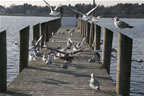 _MG_4969.jpg (121kb)
