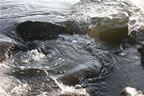 _MG_4992.jpg (156kb)